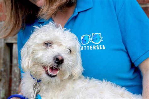 Battersea Dogs For Rehoming